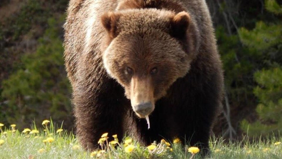 Un ours.