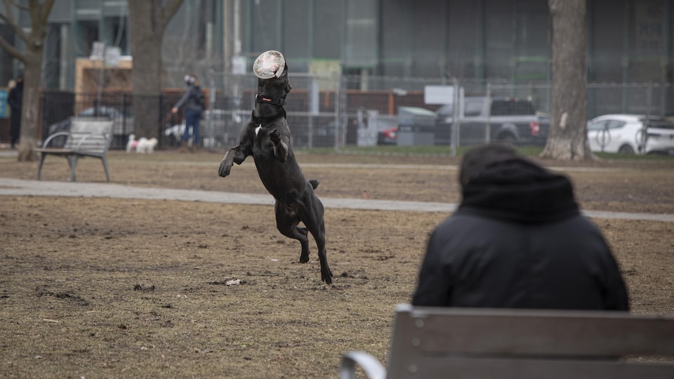 Un chien attrape un frisbee dans un parc de Toronto.