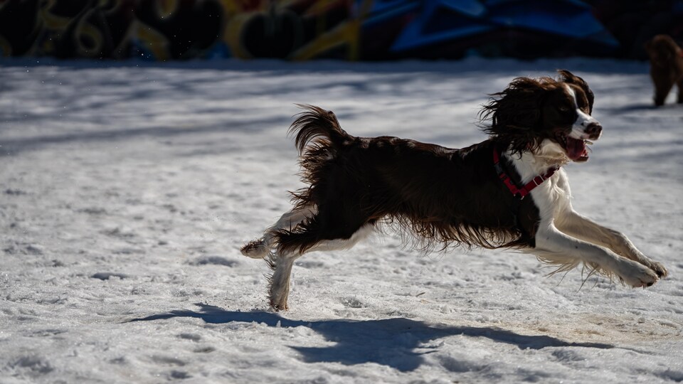 Un chien court sans laisse dans un parc.