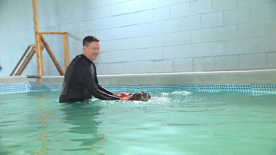 Un moniteur de natation aide un labrador à se déplacer dans une piscine intérieure.