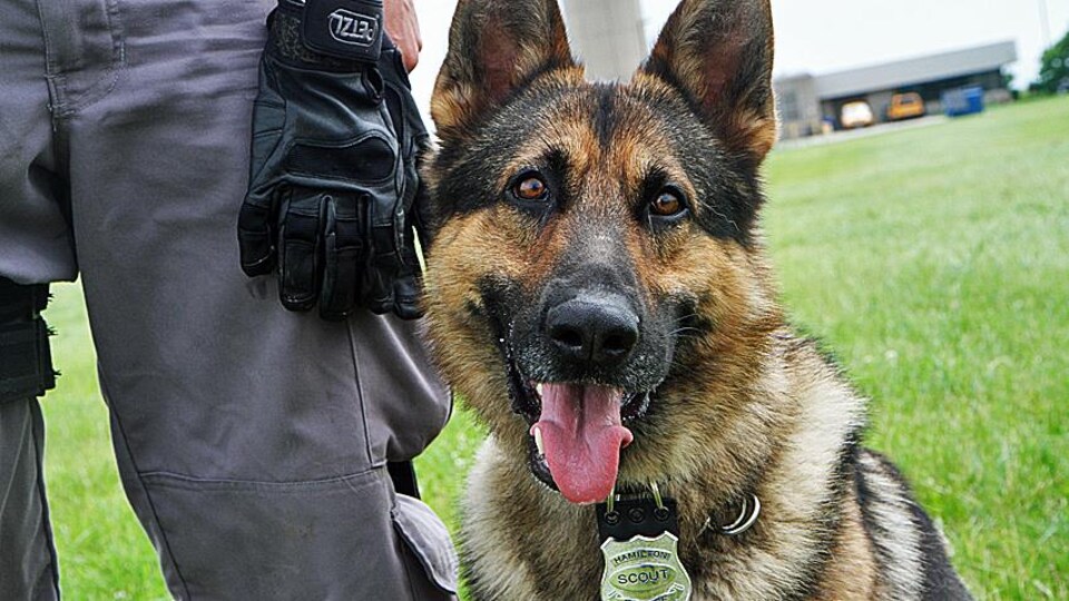 Un chien policier.