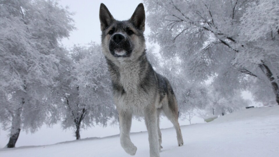 Un chien marche dans la neige.