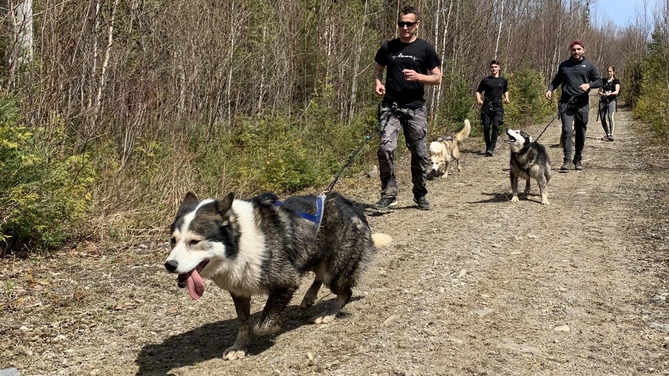 Des personne pratiquent la cani-rando.
