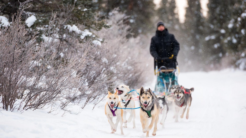 des chiens tirent un homme aux commandes d'un traineau dans la neige.