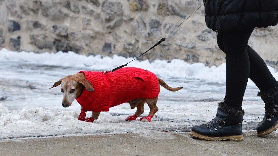 Un vieux chien court sur pattes qui porte un chandail et des bottes rouges.