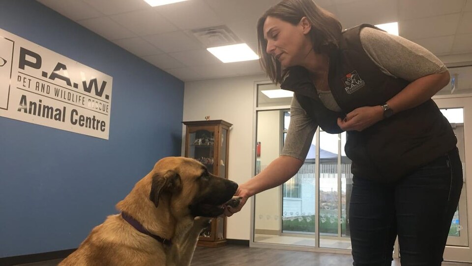 La Toile Senflamme Pour Une Chienne Qui Sauve Du Froid Des