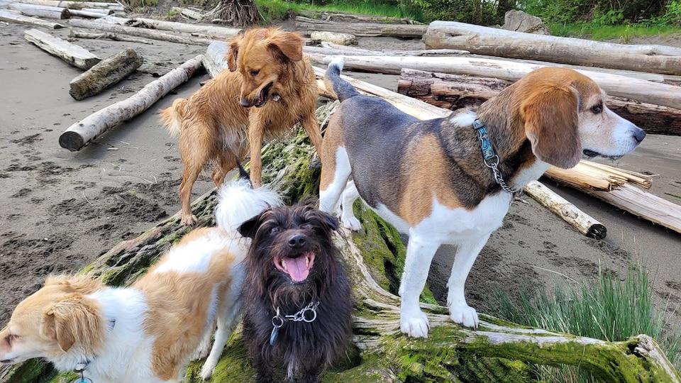 Quatre chiens sur une plage.