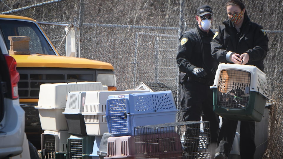 A seizure of SPCA dogs, many jails were piled up.