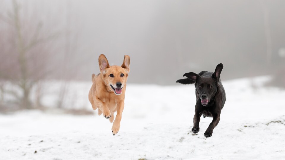 Les Chiens Connaissent Aussi Le Deuil Après La Perte D'un Congénère |  Radio-Canada.ca