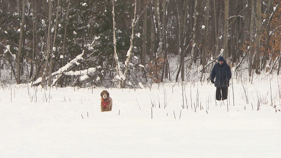 Un homme promène son chien sans laisse.