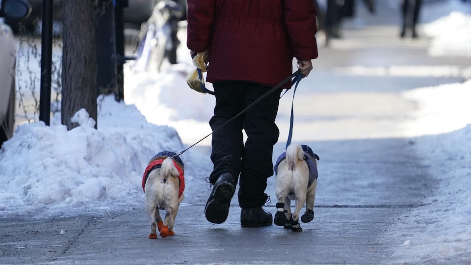 Un homme promène ses deux chiens.