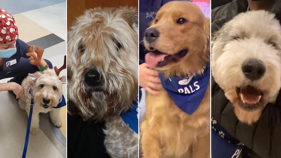 Les photos de quatre chiens de soutien.
