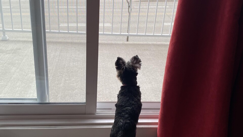 Un chien de petite taille oreilles dressées regarde vers l'extérieur par une porte-fenêtre.