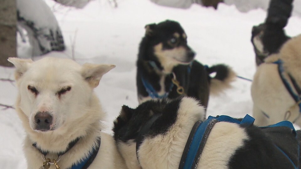 Chiens de traineau