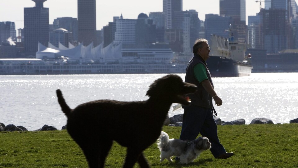 Un homme et deux chiens marchent dans un parc avec au loin, le centre-ville de Vancouver.