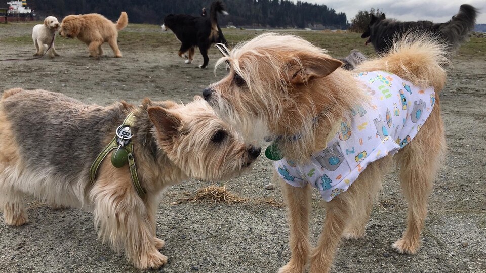Des chiens sur la plage Ambleside à West Vancouver