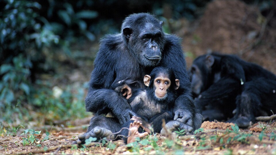 Un chimpanzé.