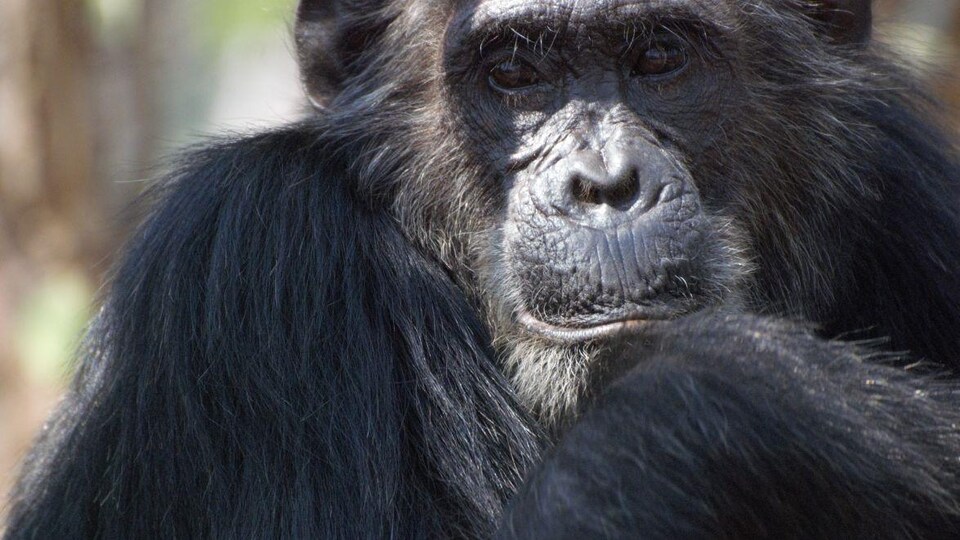 Le chimpanzé Frodo.
