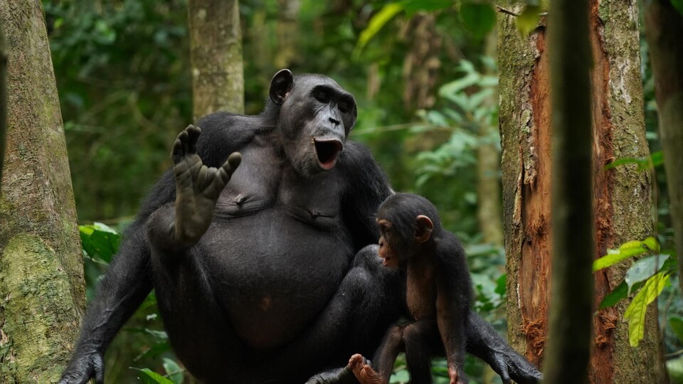 Une femelle chimpanzé vocalise en présence de son bébé dans le parc national de Taï, en Côte d'Ivoire.