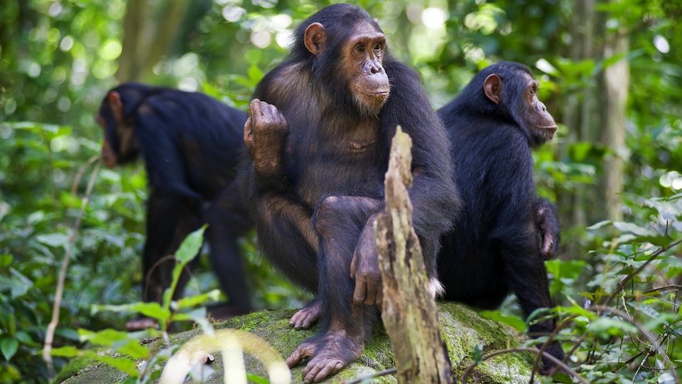 Trois chimpanzés sont assis sur un rocher dans une forêt.