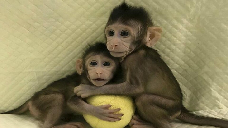 Les deux petites femelles, Zhong Zhong et Hua Hua, sont âgées de sept ou huit semaines.