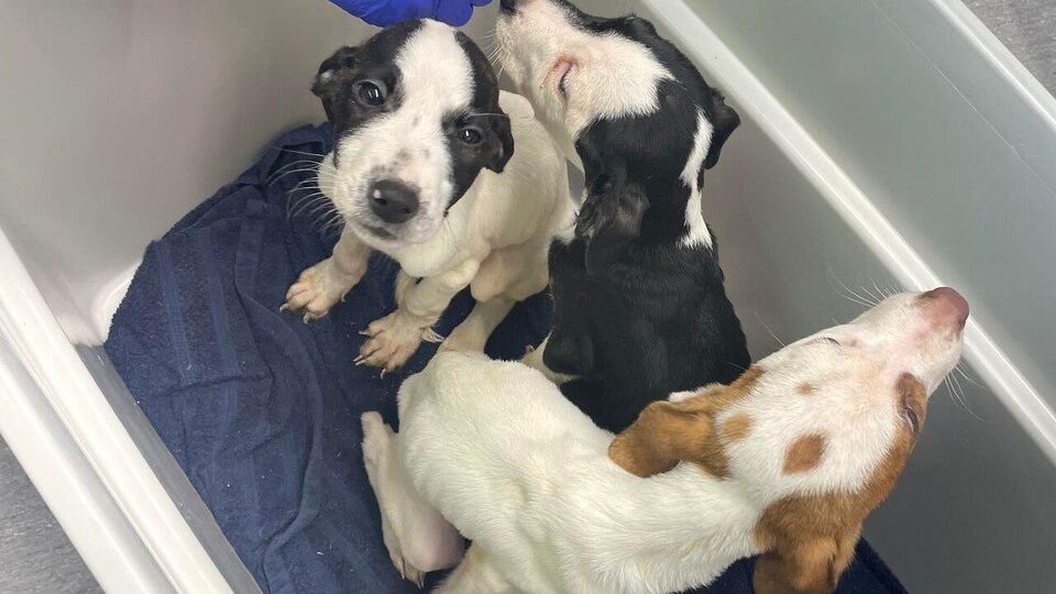 Trois chiots dans un foyer d'accueil.