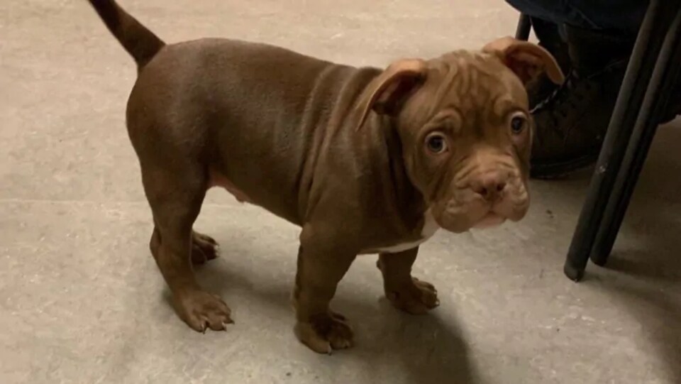 Un Homme Se Tire Une Balle Dans La Jambe En Tentant De Fuir Avec Un Chiot Vole Radio Canada Ca