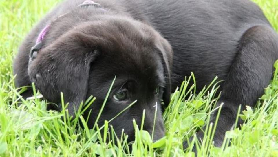 Un chiot labrador noir couché dans l'herbe. 