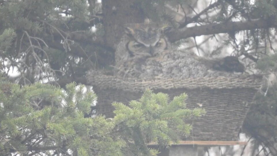 Un Bebe Hibou Sauve Grace A Un Panier En Osier Radio Canada Ca