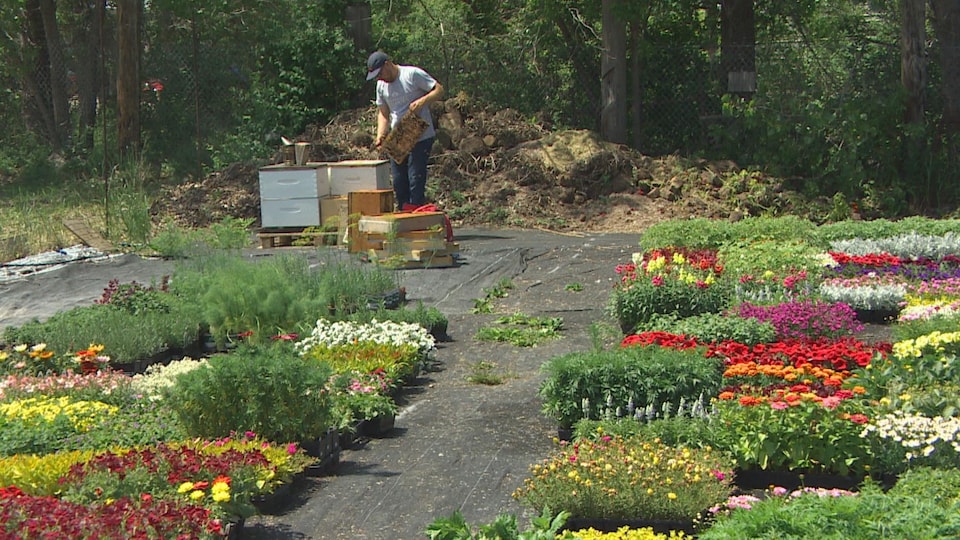 Un jardin extérieur avec de nombreuses variétés de fleurs. Au fond, un homme portant une casquette sort une palette d'abeilles d'une ruche.