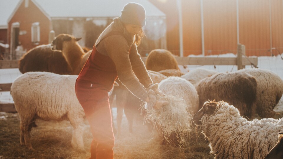 Christel Lanthier donne du foin à un mouton. 