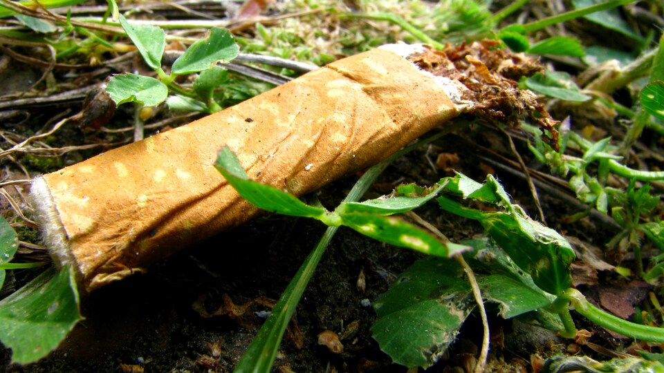 A cigarette butt on the lawn.