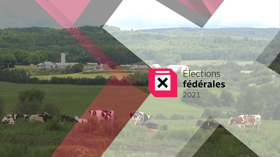 Des vaches et des bâtiments agricoles.
