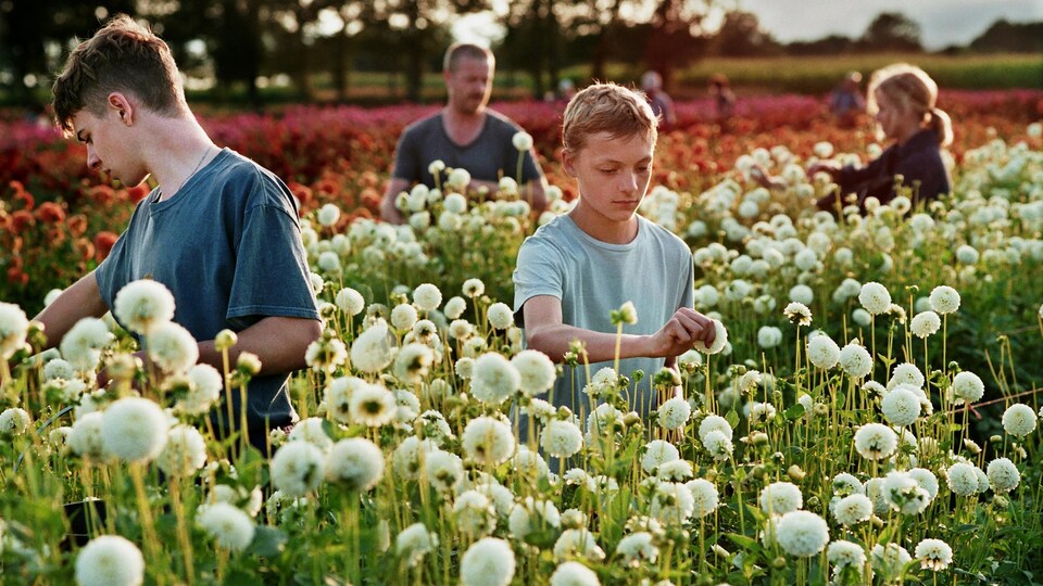 Deux jeunes garçons cueillent des fleurs dans un champ. Derrière eux, deux adultes qui font de même.