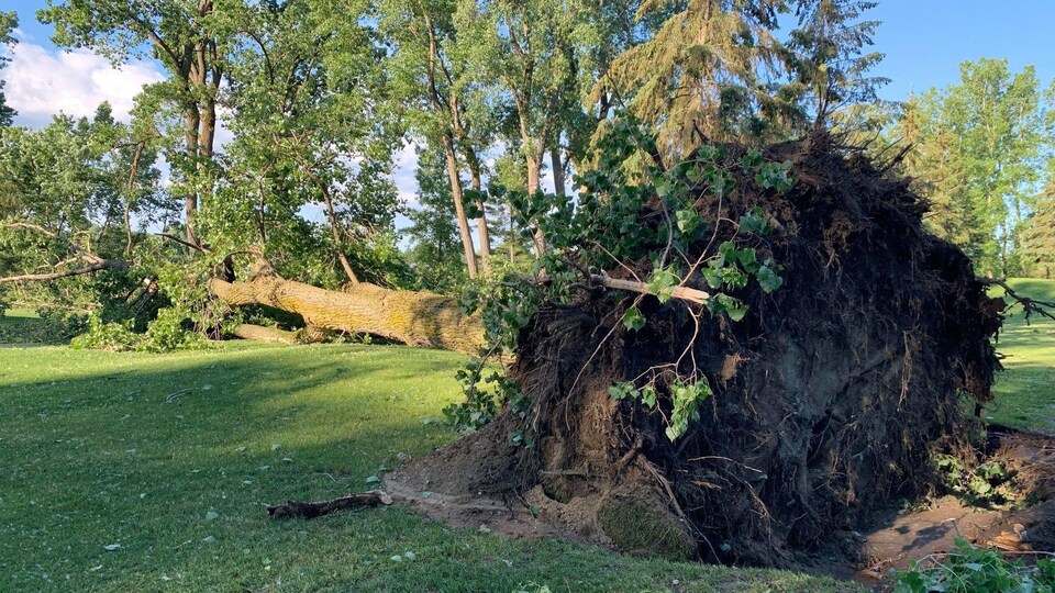 Un arbre déraciné.