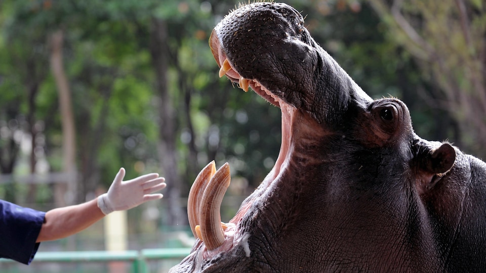 Un gardien de zoo tend la main vers la gueule ouverte d'un hippopotame.