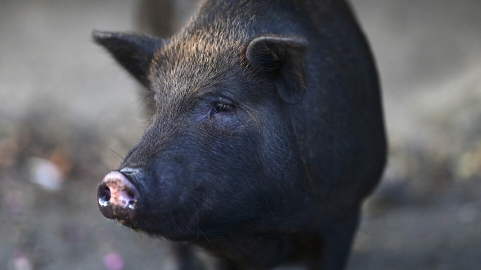 Un cochon nain ou vietnamien mature.