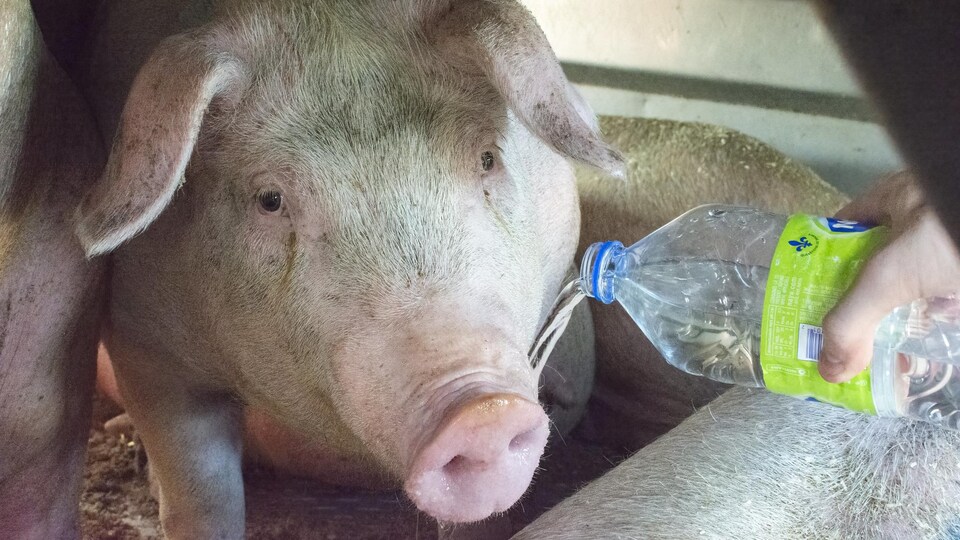 Un activiste verse une bouteille d'eau à un cochon dans le camion.