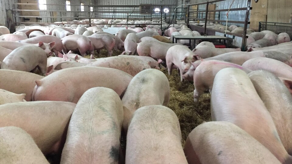 Des cochons dans une ferme.