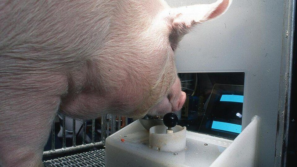Un cochon joue à un jeu vidéo dans un laboratoire.