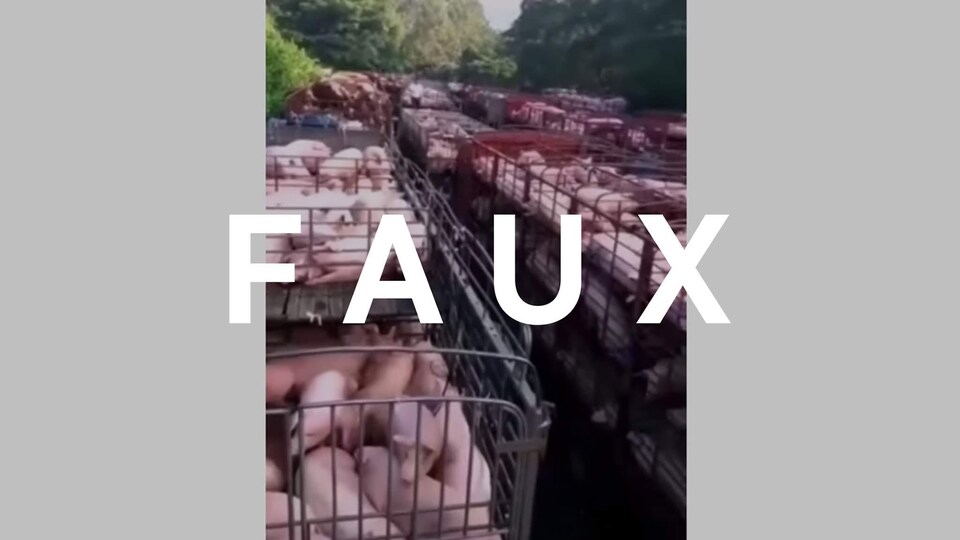 Des camions remplis de porcs. Le mot FAUX est écrit sur l'image.