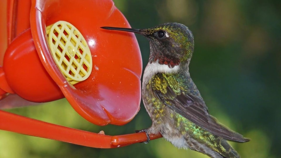 Le colibri à gorge rubis prend de la nourriture dans une mangeoire. 