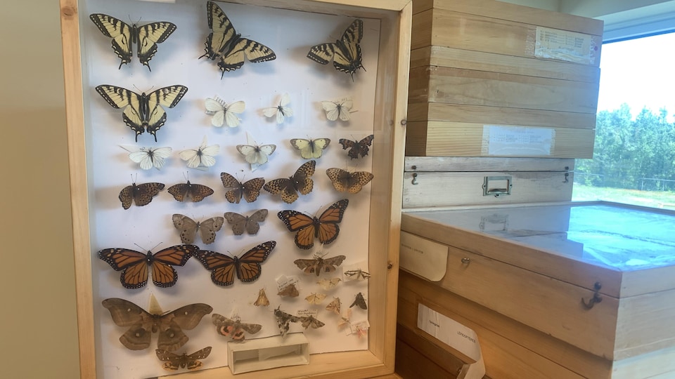 Des papillons épinglés dans un présentoir.
