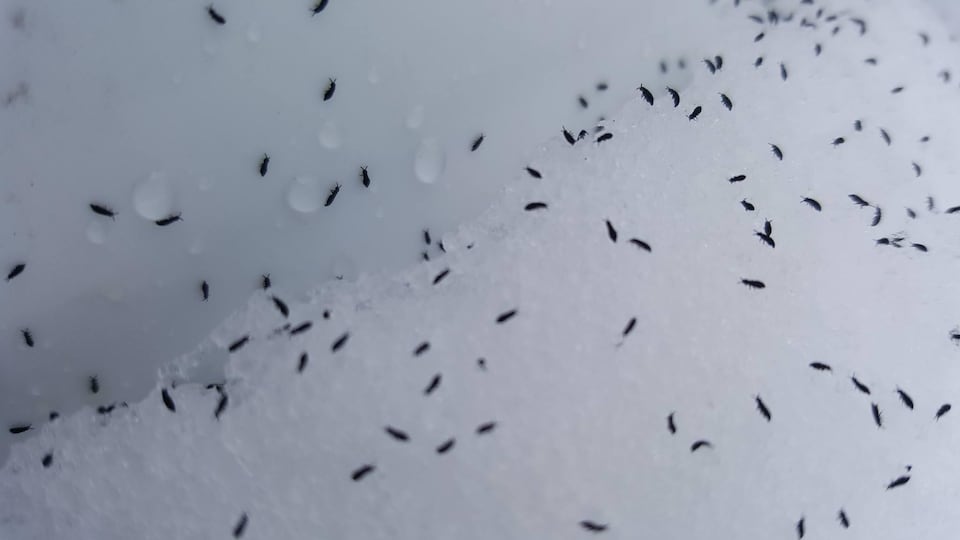 Des dizaines de collemboles, de minuscules insectes noirs qui peuvent se retrouver par milliers sur la neige au printemps