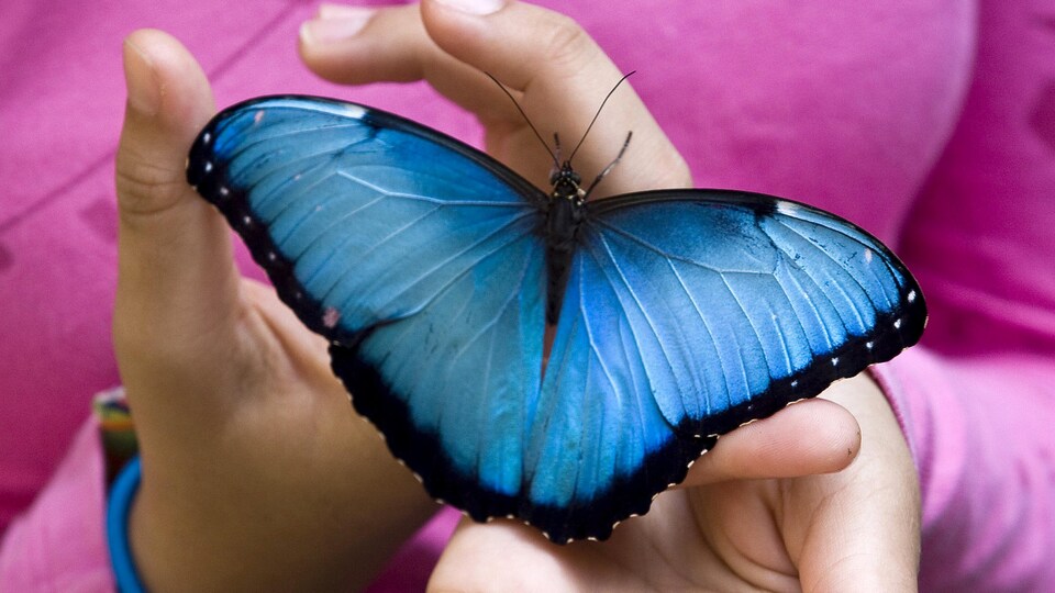 Un papillon Morpho peleides dans la main d'une jeune fille.