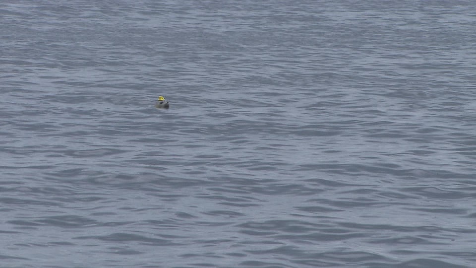 Un jeune phoque porte un petit chapeau jaune numéroté.