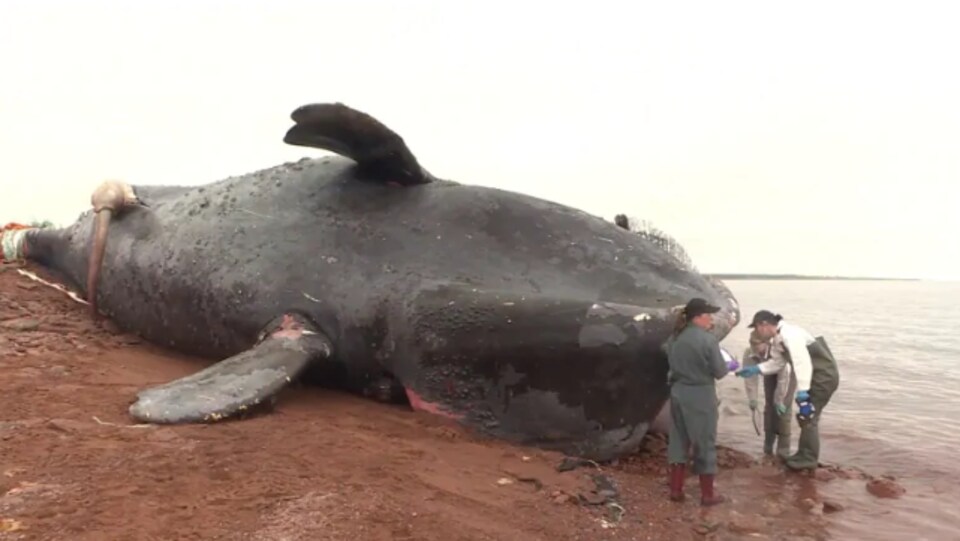 La baleine Comet morte sur le rivage et des chercheurs qui l'observent. 