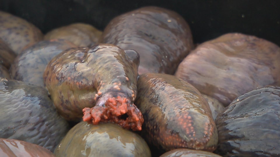 concombre de mer