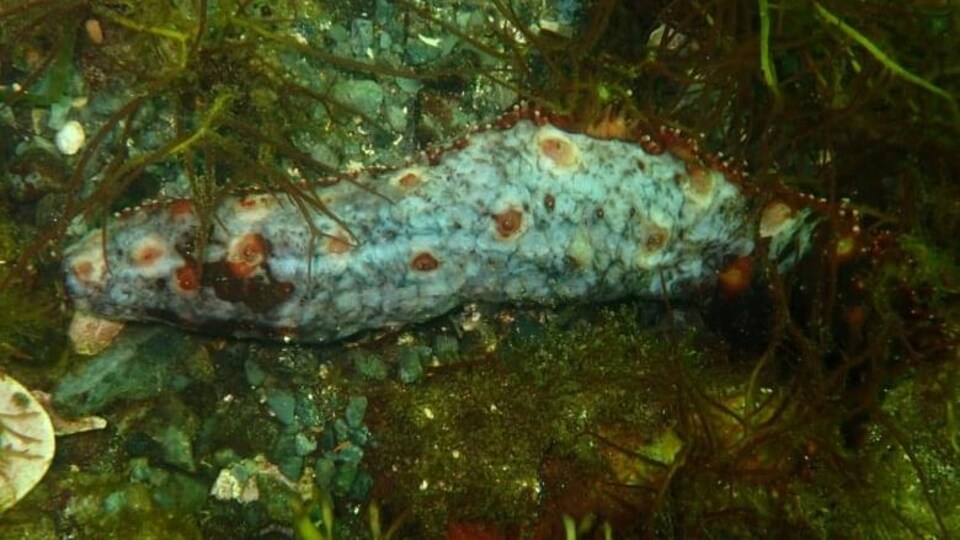 Un concombre de mer dont la peau est devenue blanche au lieu du rouge habituel.