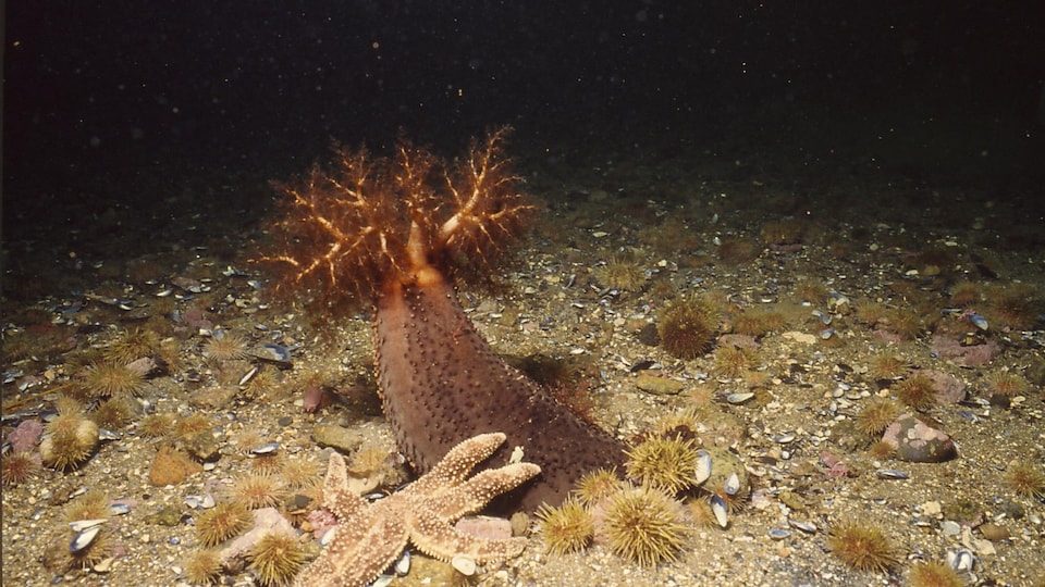 On voit un concombre de mer dans son habitat naturel, au fond de l'océan.